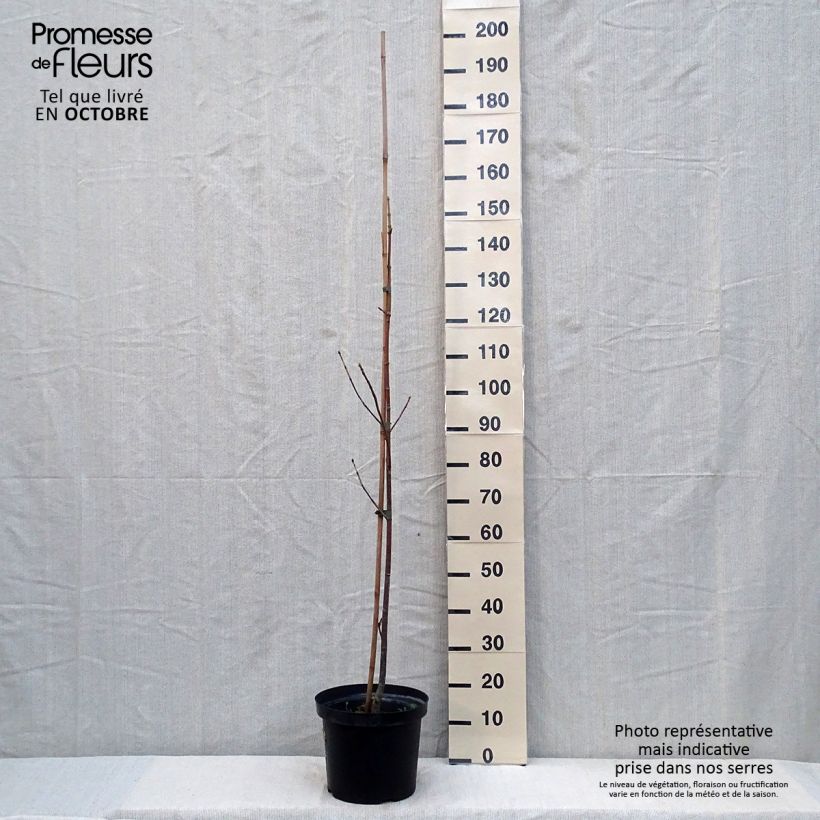 Exemplar von Großblättriger Ahorn - Acer macrophyllum Topf mit 7,5L/10L wie im Herbst geliefert