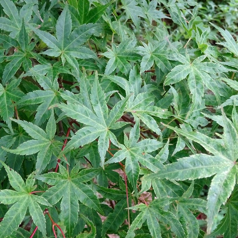 Fächerahorn Beni Tsukasa - Acer palmatum (Laub)