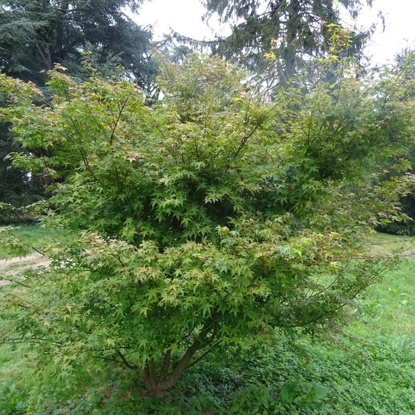 Fächerahorn Beni Tsukasa - Acer palmatum (Hafen)