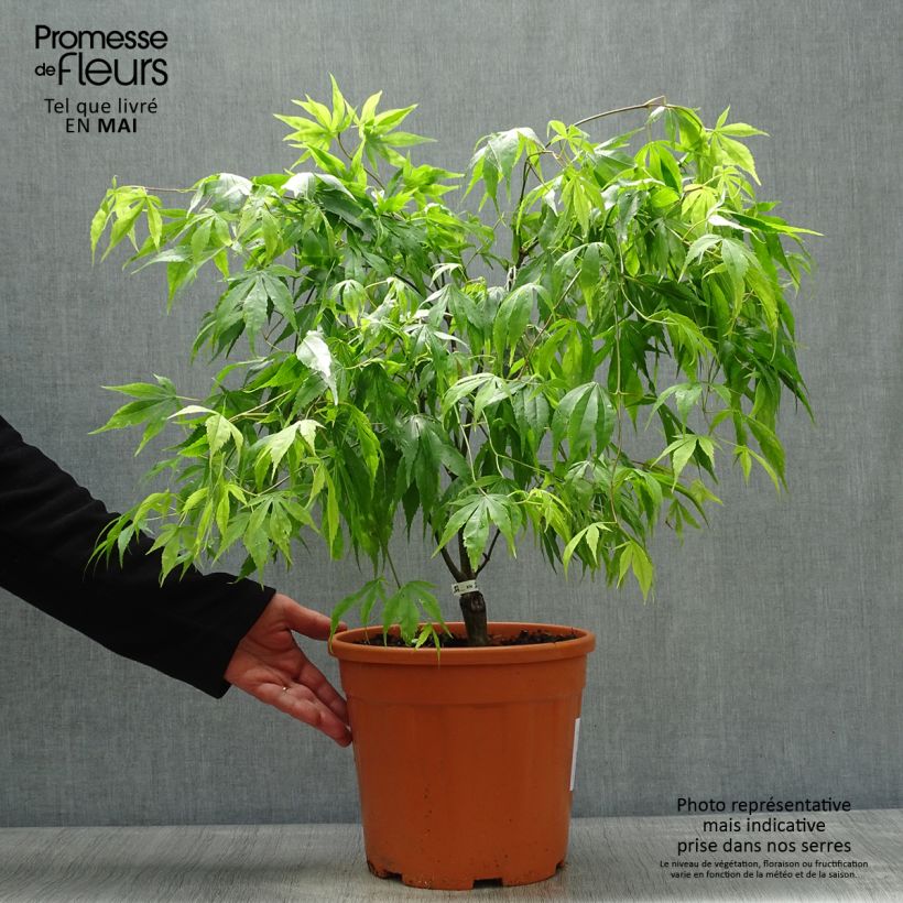 Exemplar von Fächerahorn Koto-No-Ito - Acer palmatum Topf mit 7,5L/10L wie im Frühjahr geliefert