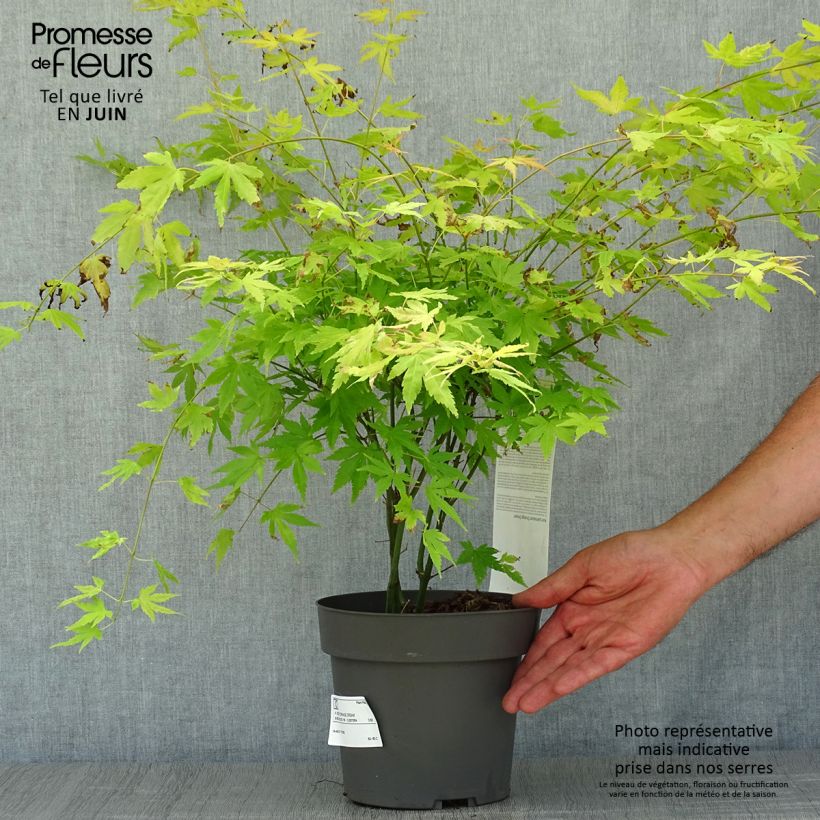 Exemplar von Fächerahorn Orange Dream - Acer palmatum Topf mit 3L/4L wie im Sommer geliefert