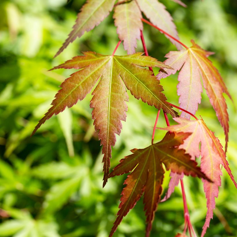 Fächerahorn Orange Dream - Acer palmatum (Laub)