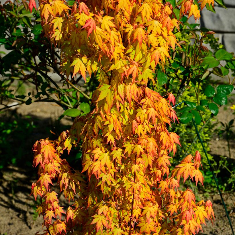 Fächerahorn Orange Dream - Acer palmatum (Hafen)