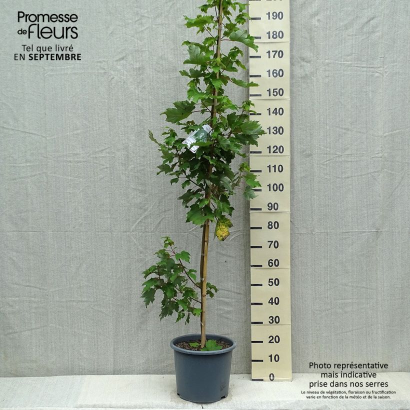 Exemplar von Rot-Ahorn Armstrong - Acer rubrum Topf mit 12L/15L wie im Herbst geliefert