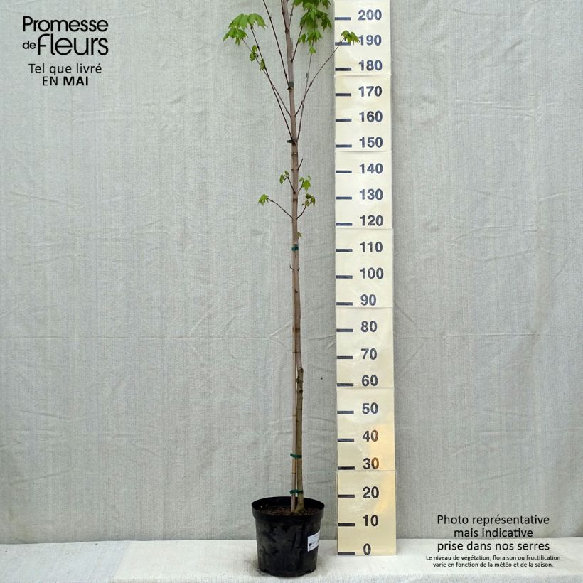 Exemplar von Echter Zucker-Ahorn - Acer saccharum Topf mit 7,5L/10L wie im Frühjahr geliefert