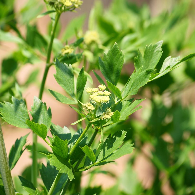 Liebstöckel - Levisticum officinale (Blüte)