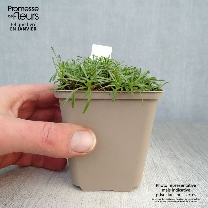 Exemplar von Achillea ageratifolia - Dalmatiner-Silber-Garbe Kleine Töpfe von 8/9 cm wie im Winter geliefert