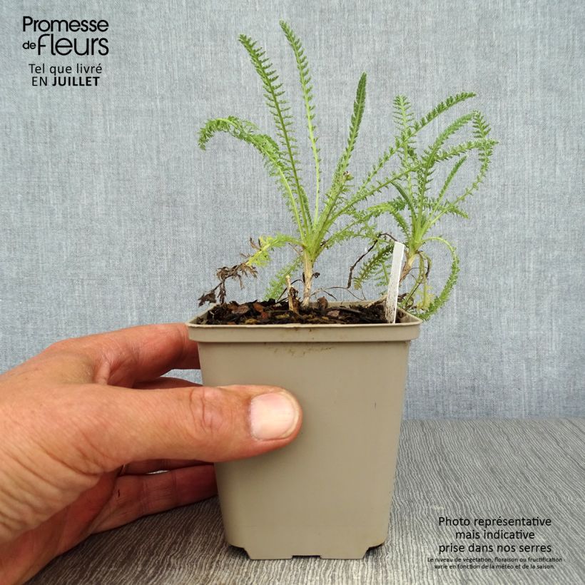 Exemplar von Achillea Little Moonshine - Filzige Schafgarbe Kleine Töpfe von 8/9 cm wie im Sommer geliefert