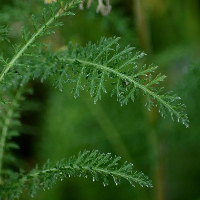 Achillea millefolium Excel - Gemeine Schafgarbe (Laub)