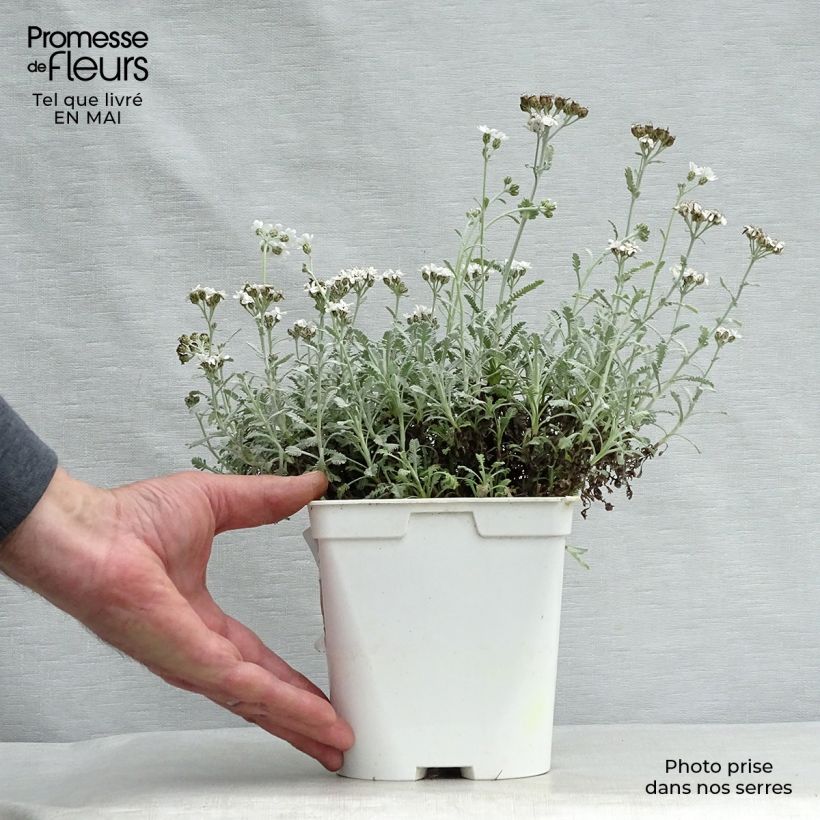 Exemplar von Achillea umbellata - Griechische Silber-Garbe Topf mit 2L/3L wie im Frühjahr geliefert