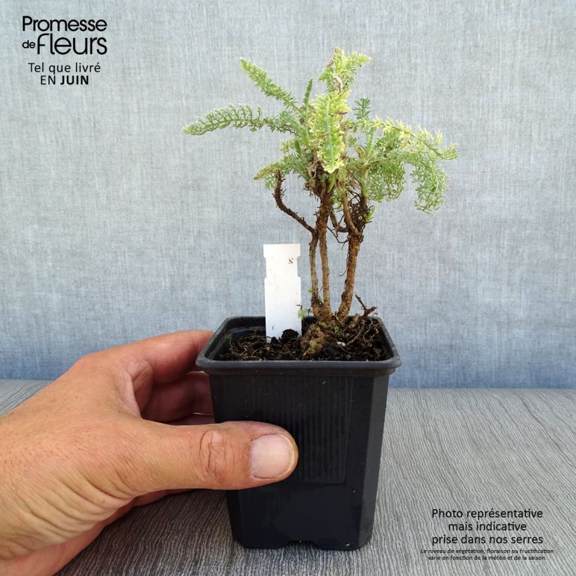 Exemplar von Achillea crithmifolia - Meerfenchelblättrige Schafgarbe Kleine Töpfe von 8/9 cm wie im Sommer geliefert