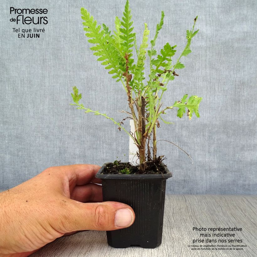 Exemplar von Achillea filipendulina Parker's Variety - Hohe Gelbe Schafgarbe Kleine Töpfe von 8/9 cm wie im Sommer geliefert