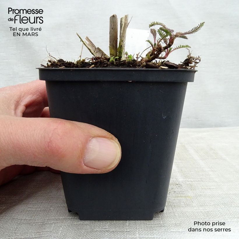 Exemplar von Achillea Hoffnung - Filzige Schafgarbe Kleine Töpfe von 8/9 cm wie im Winter geliefert