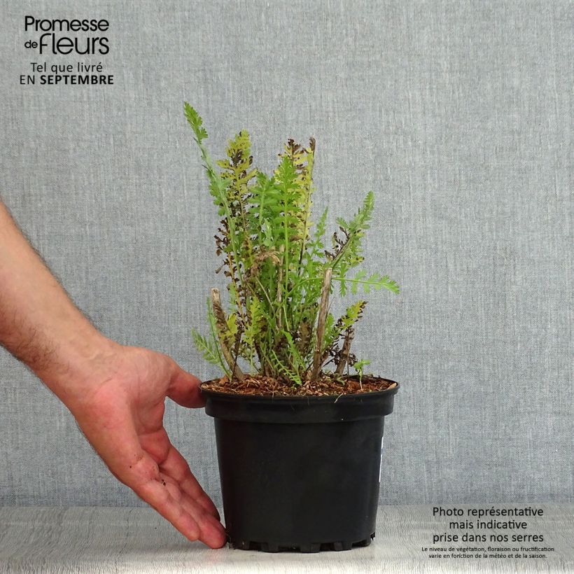 Exemplar von Achillea fillipendulina Cloth of Gold - Hohe Gelbe Schafgarbe Topf mit 2L/3L wie im Sommer geliefert