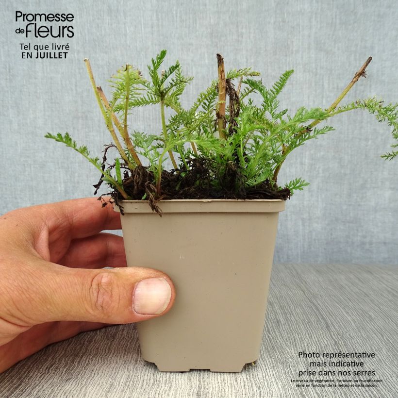 Exemplar von Achillea millefolium Lachsschönheit - Gemeine Schafgarbe Kleine Töpfe von 8/9 cm wie im Sommer geliefert