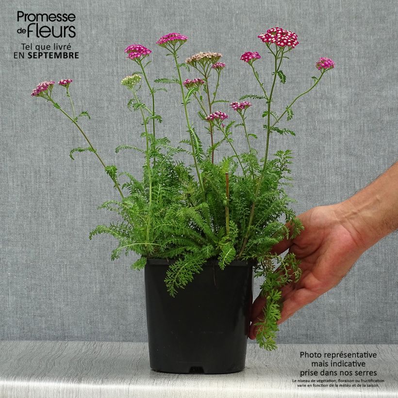 Exemplar von Achillea millefolium New Vintage Violet - Gemeine Schafgarbe Topf mit 2L/3L wie im Herbst geliefert