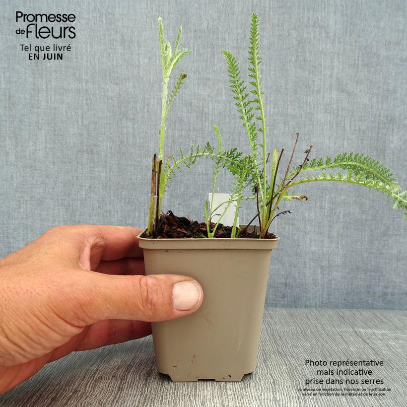 Exemplar von Achillea millefolium Terracotta - Gemeine Schafgarbe Kleine Töpfe von 8/9 cm wie im Sommer geliefert