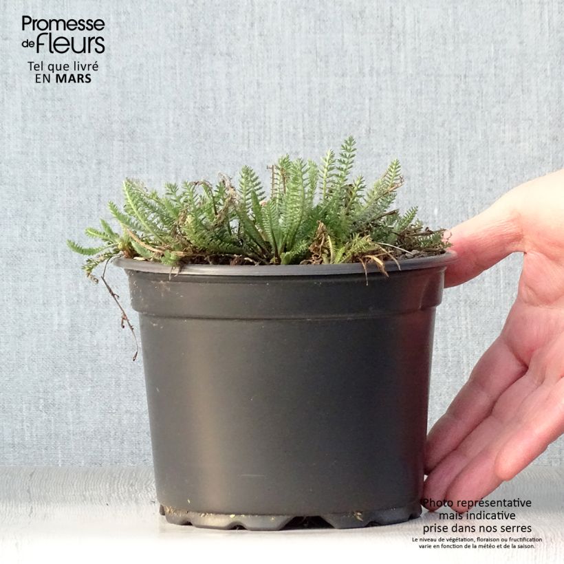 Exemplar von Achillea millefolium Terracotta - Gemeine Schafgarbe Topf mit 2L/3L wie im Frühjahr geliefert