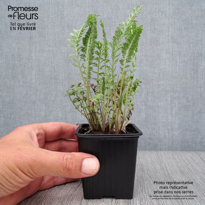 Exemplar von Achillea millefolium The Beacon - Gemeine Schafgarbe Kleine Töpfe von 8/9 cm wie im Herbst geliefert