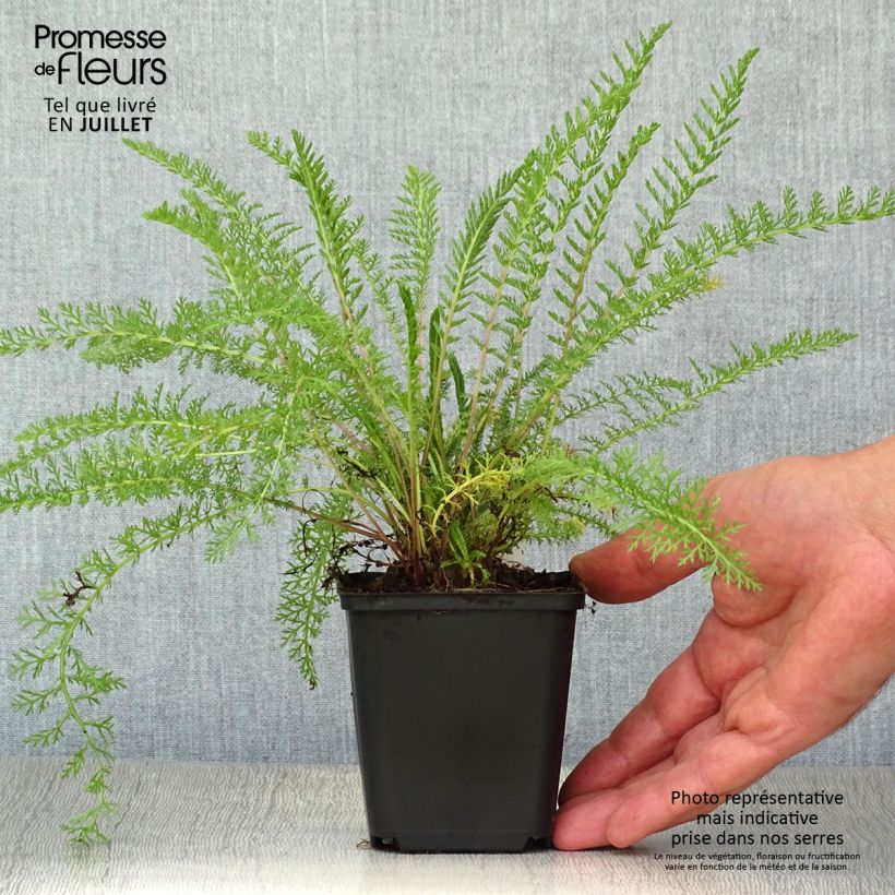 Exemplar von Achillea tomentosa - Filzige Schafgarbe Kleine Töpfe von 8/9 cm wie im Sommer geliefert