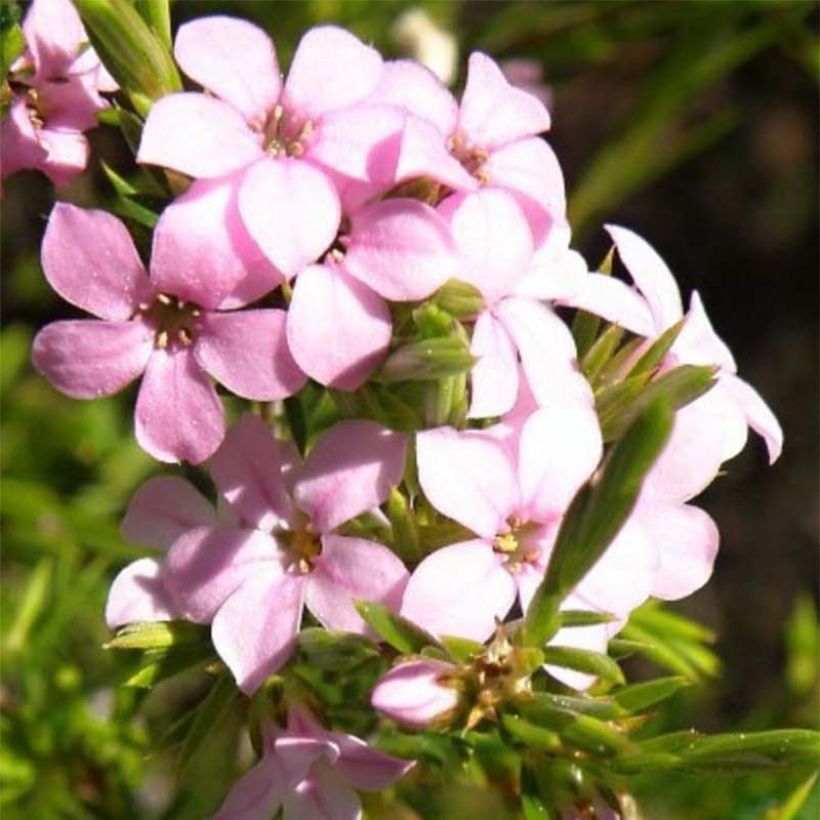 Acmadenia alternifolia (Blüte)