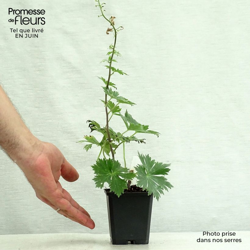 Exemplar von Aconitum lamarckii - Hahnenfußblättriger Eisenhut Kleine Töpfe von 8/9 cm wie im Sommer geliefert