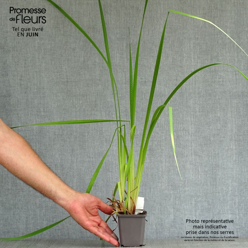 Exemplar von Acorus calamus - Kalmus Kleine Töpfe von 8/9 cm wie im Sommer geliefert