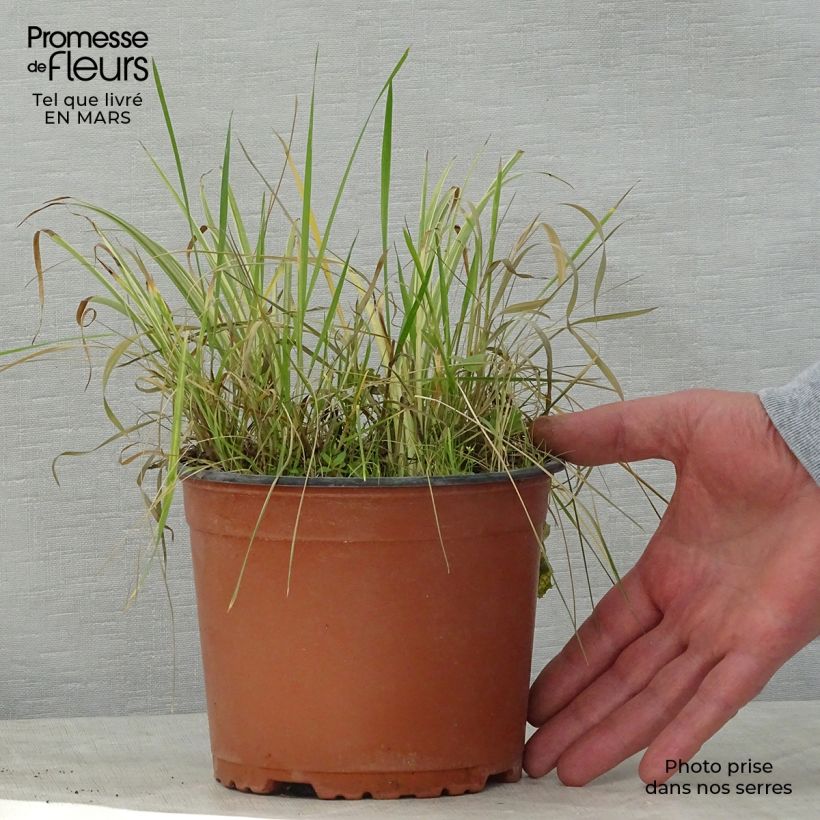 Exemplar von Acorus gramineus Variegatus - Gras-Kalmus Topf mit 2L/3L wie im Frühjahr geliefert