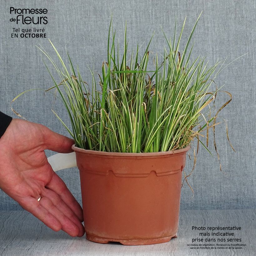 Exemplar von Acorus gramineus Variegatus - Gras-Kalmus Topf mit 2L/3L wie im Herbst geliefert