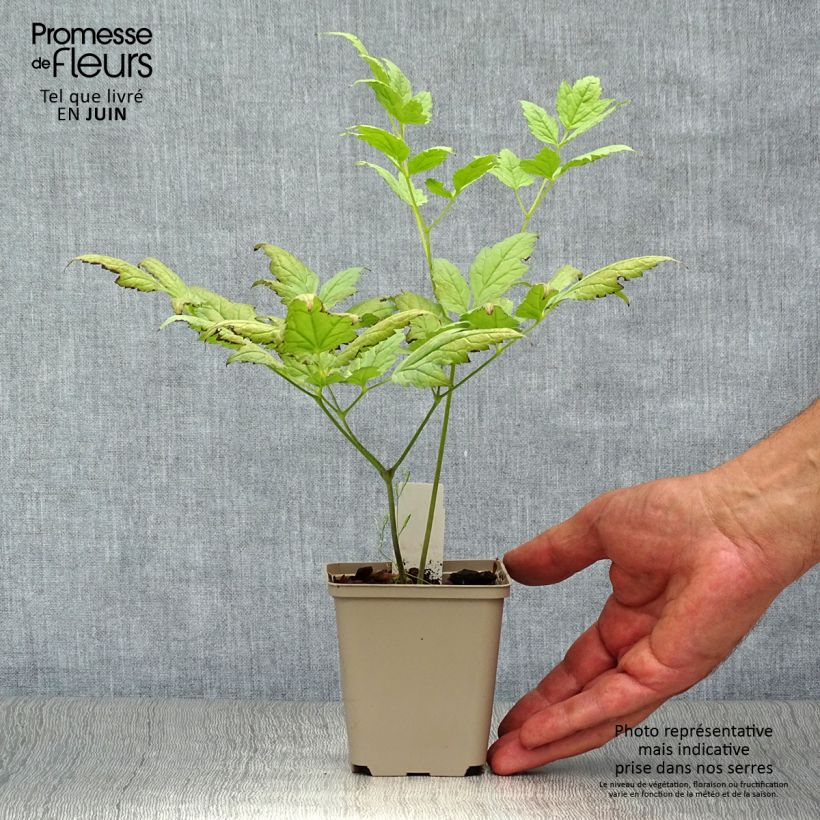 Exemplar von Actaea pachypoda Misty Blue - Weißfruchtiges Christophskraut Kleine Töpfe von 8/9 cm wie im Sommer geliefert