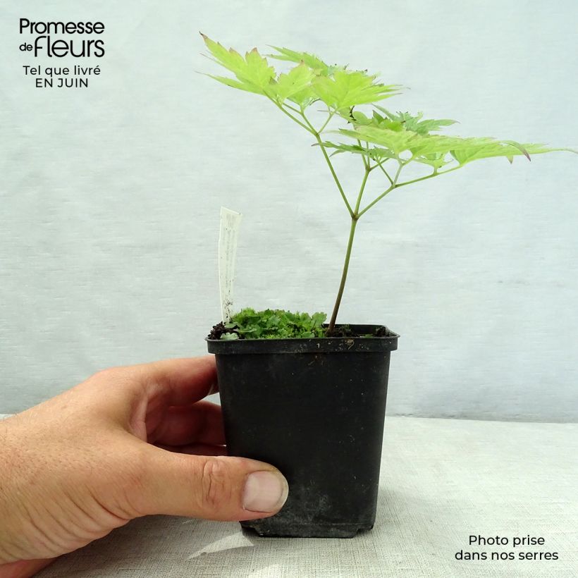 Exemplar von Actaea rubra - Rotes Christophskraut Kleine Töpfe von 8/9 cm wie im Sommer geliefert