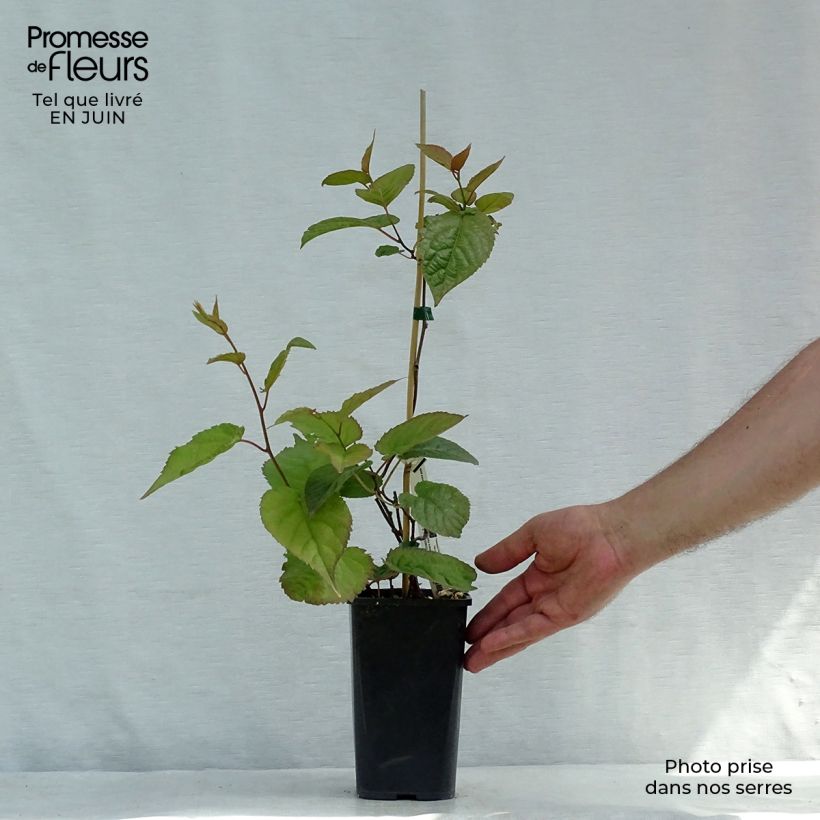 Exemplar von Actinidia kolomikta Eve - Buntblättrige Kiwi Topf mit 1,5L/2L wie im Sommer geliefert