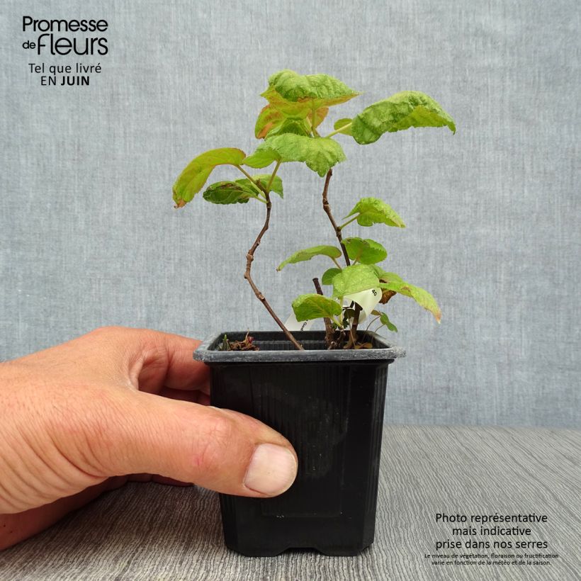 Exemplar von Actinidia kolomikta - Buntblättrige Kiwi Kleine Töpfe von 8/9 cm wie im Sommer geliefert