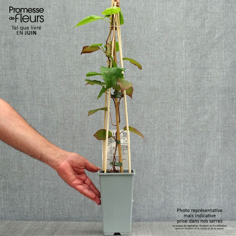 Exemplar von Actinidia kolomikta - Buntblättrige Kiwi Topf mit 2L/3L wie im Sommer geliefert