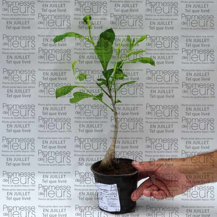 Exemplar von Adansonia digitata - Affenbrotbaum Topf mit 20L/25L wie im Sommer geliefert