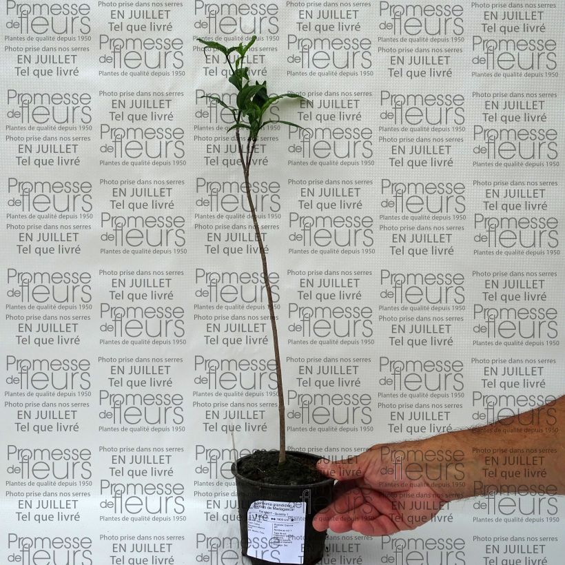 Exemplar von Adansonia grandidieri - Grandidiers Affenbrotbaum Topf 12 cm / 13 cm wie im Sommer geliefert