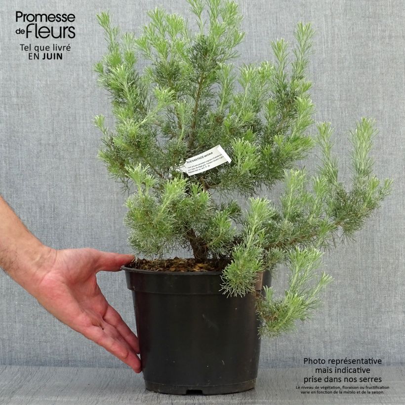 Exemplar von Adenanthos sericeus Topf mit 2L/3L wie im Sommer geliefert