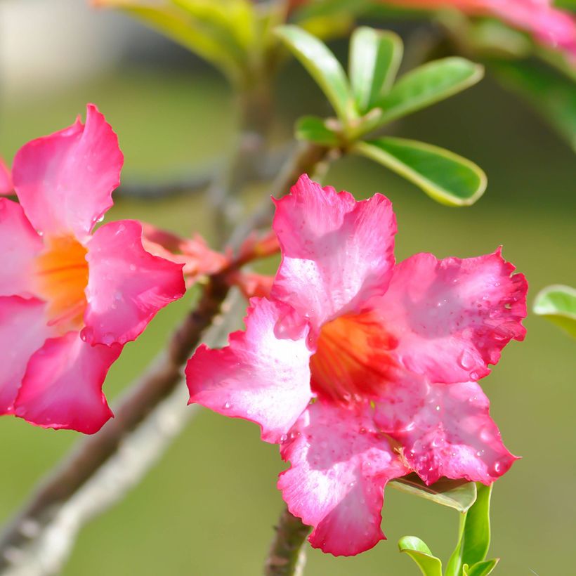 Adenium obesum - Wüstenrose (Blüte)