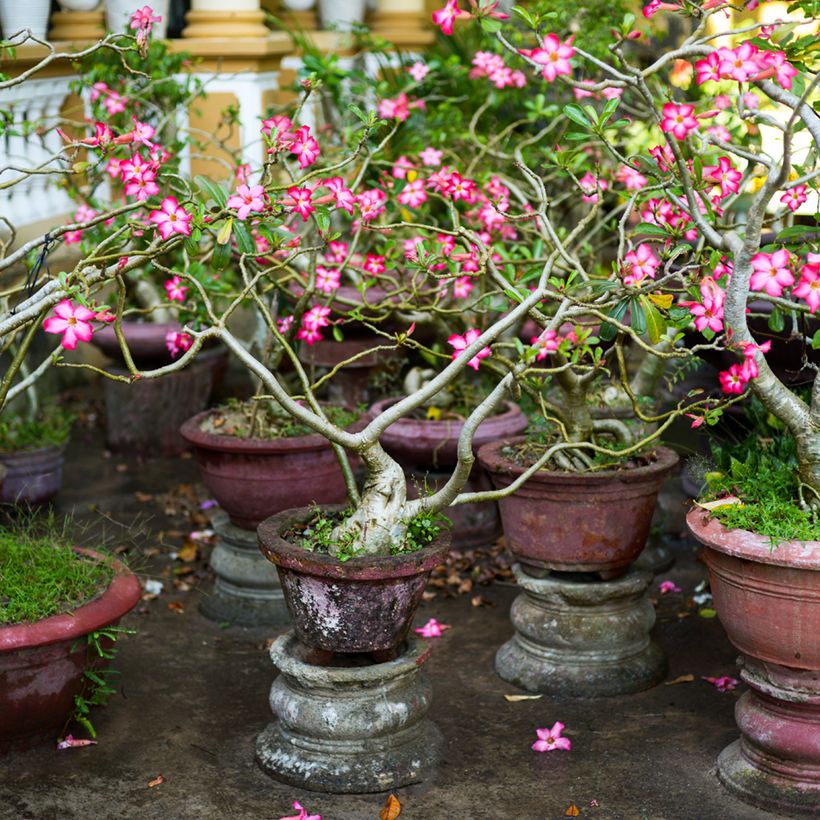 Adenium obesum - Wüstenrose (Hafen)