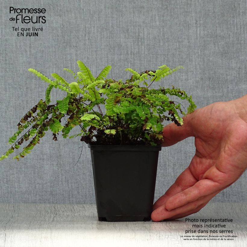 Exemplar von Adiantum aleuticum Imbricatum - Zwerg-Pfauenradfarn Kleine Töpfe von 8/9 cm wie im Sommer geliefert