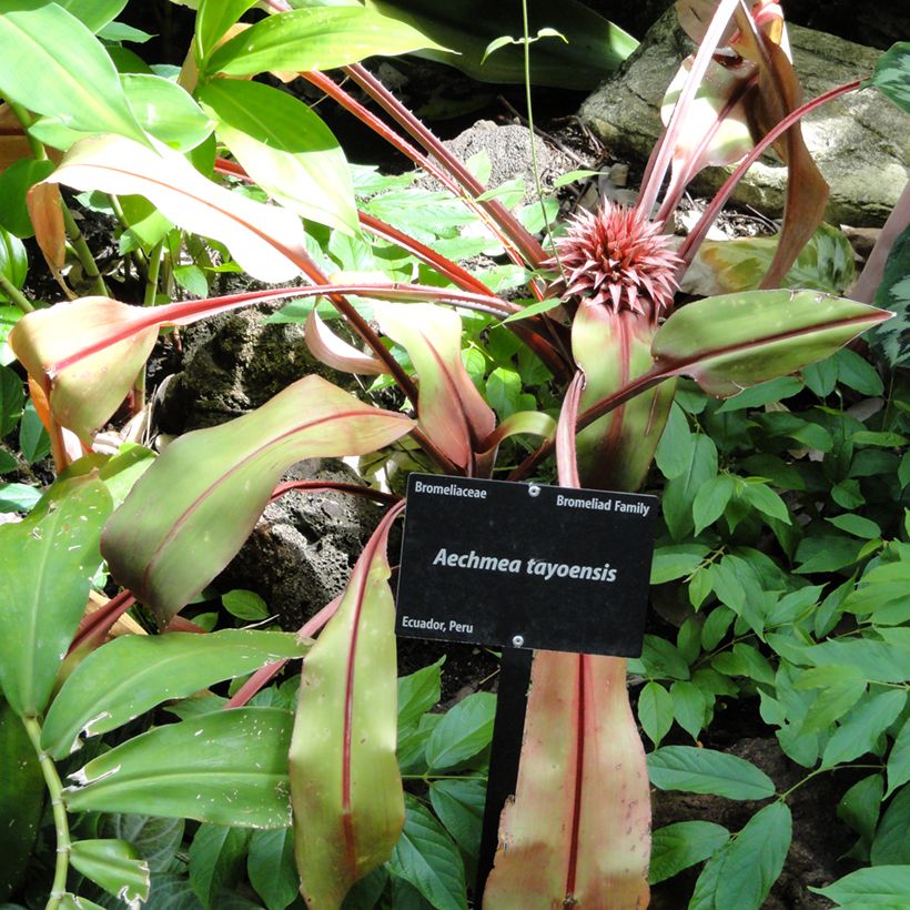 Aechmea tayoensis - Lanzenrosette (Hafen)