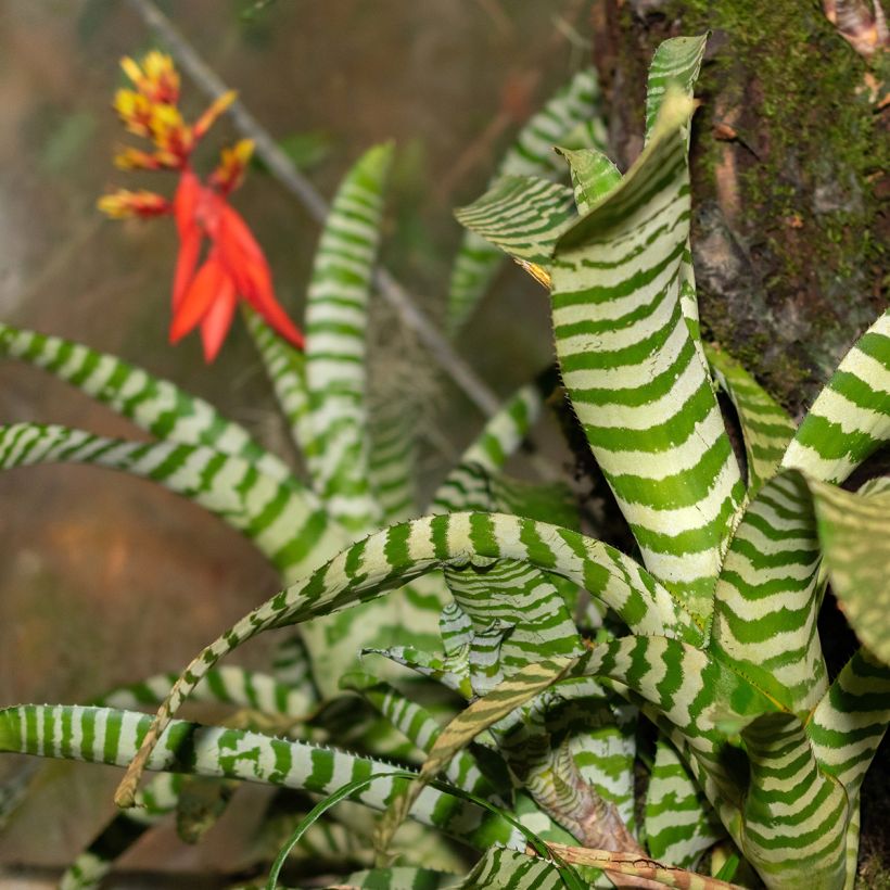 Aechmea Rebecca (Laub)