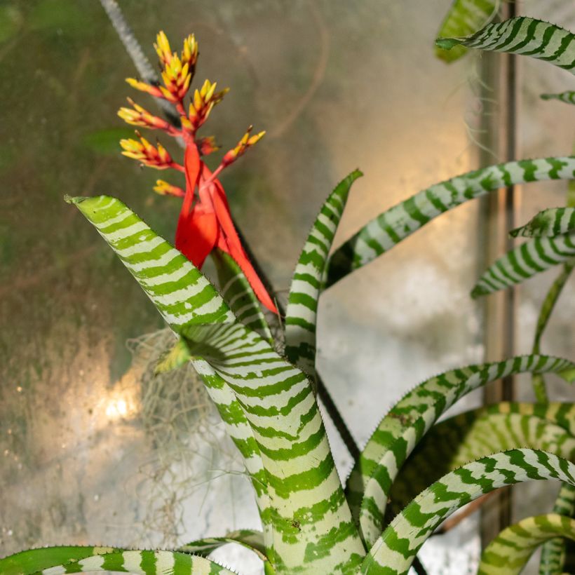 Aechmea Rebecca (Blüte)
