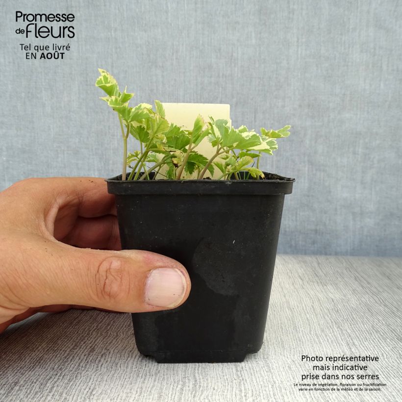 Exemplar von Aegopodium podagaria Variegata - Giersch Kleine Töpfe von 7/8 cm wie im Sommer geliefert
