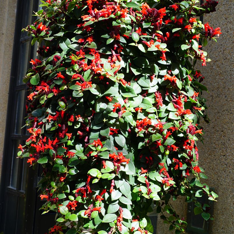 Aeschynanthus Mona Lisa - Schamblumen (Hafen)