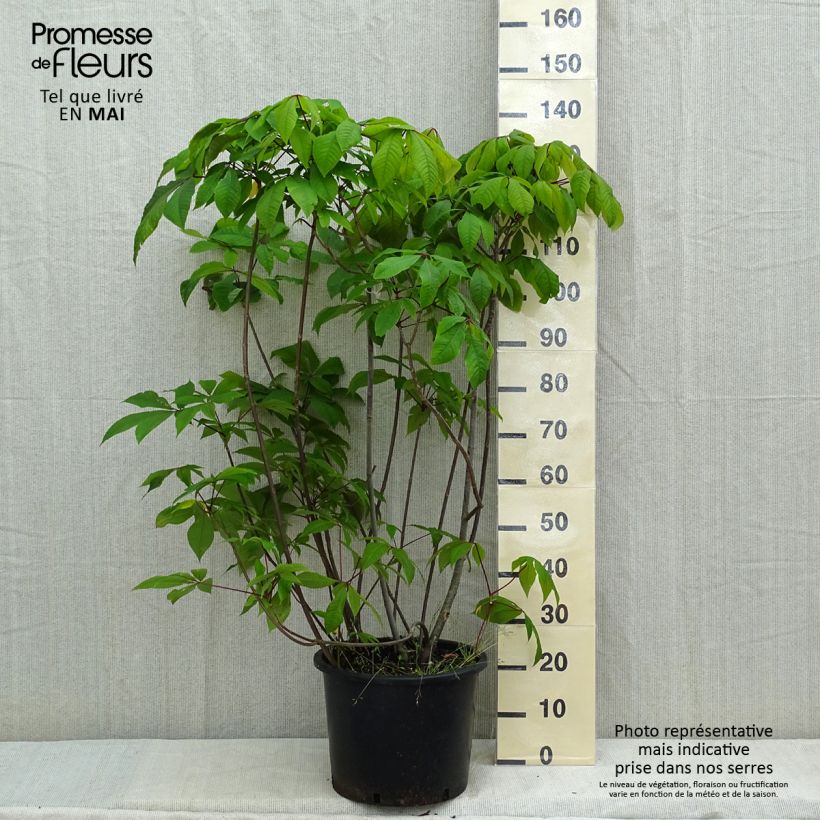 Exemplar von Strauchkastanie - Aesculus parviflora Topf mit 20L/25L wie im Frühjahr geliefert