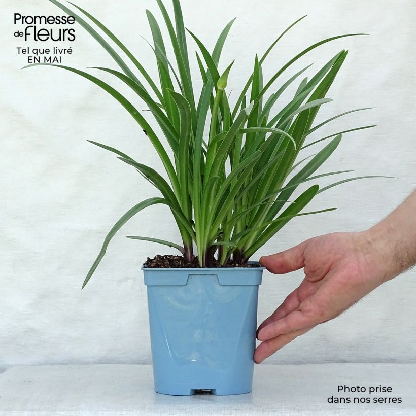 Exemplar von Agapanthus Black Buddhist - Schmucklilie Topf mit 2L/3L wie im Frühjahr geliefert