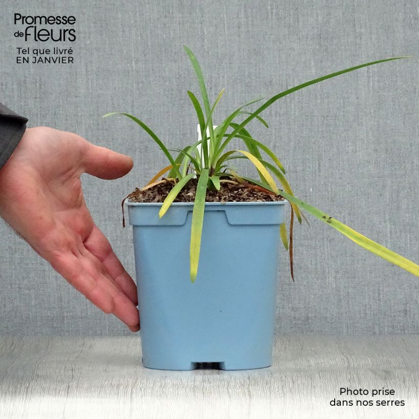 Exemplar von Agapanthus Black Buddhist - Schmucklilie Topf mit 2L/3L wie im Winter geliefert