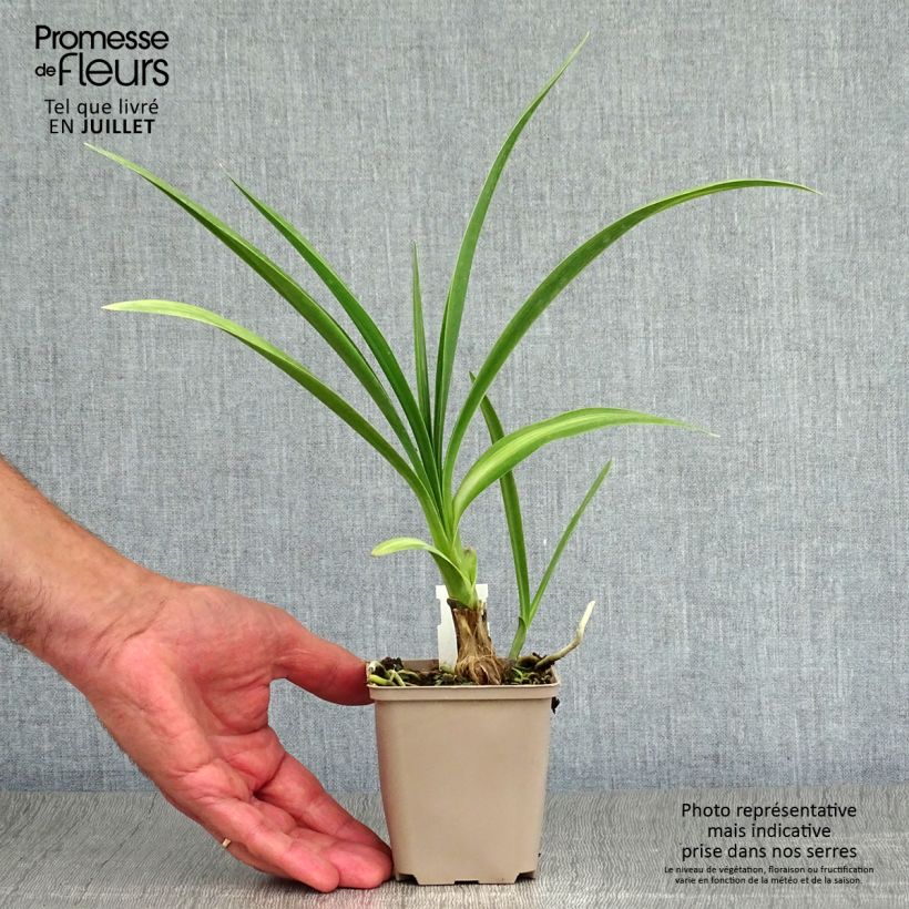 Exemplar von Agapanthus inapertus subsp. pendulus Black Magic - Schmucklilie Kleine Töpfe von 8/9 cm wie im Sommer geliefert