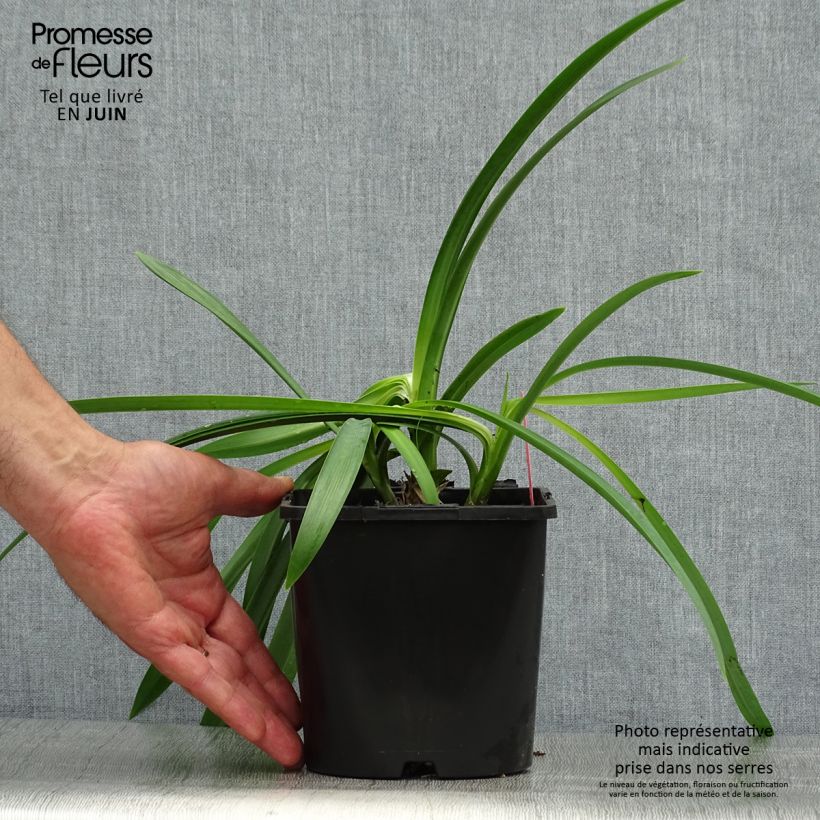 Exemplar von Agapanthus inapertus subsp. pendulus Black Magic - Schmucklilie Topf mit 2L/3L wie im Sommer geliefert